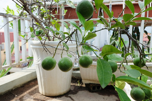 Hãm[-]thủy[-]giúp[-]chanh[-]ra[-]hoa,[-]đậu[-]quả[-]trĩu[-]trịt